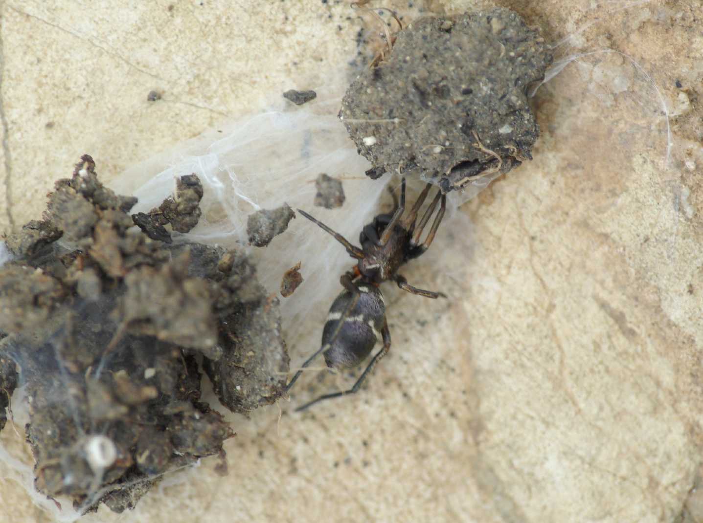 Micaria sp.